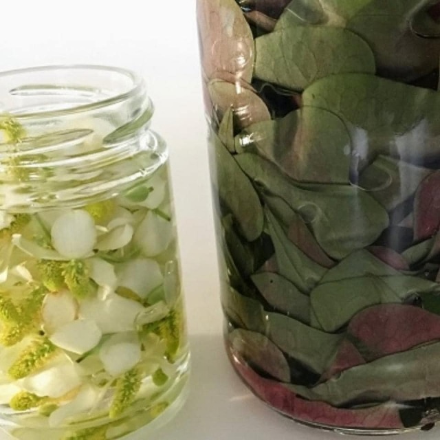 便利な「ドクダミ花チンキ」を手作りしてみませんか